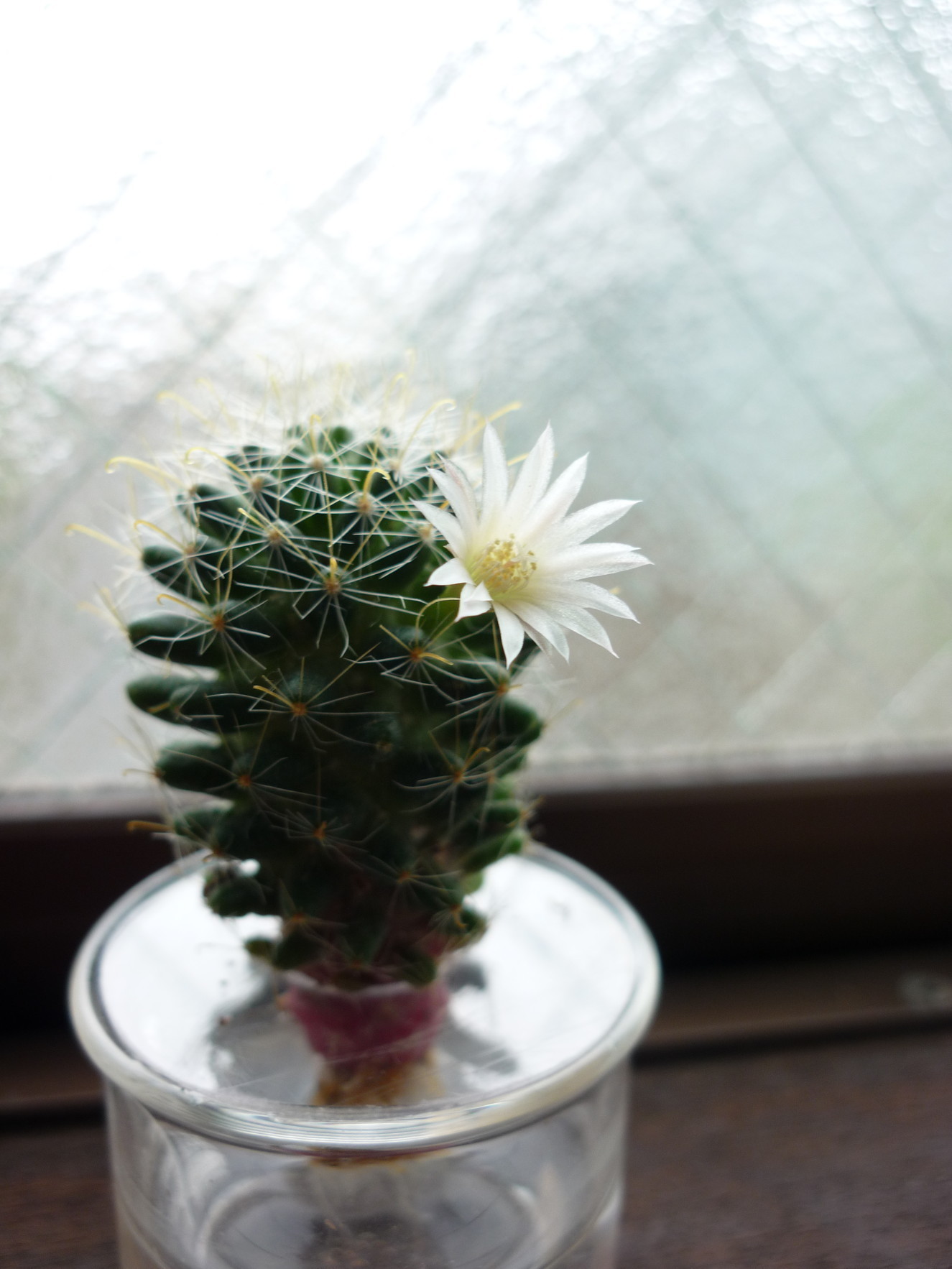 サボテンの水耕栽培始めちゃってます ものぐさ野郎のぶつくさ水草日記